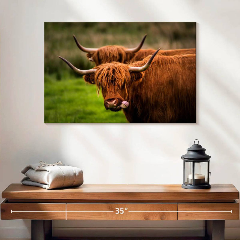 Fluffy Highland Cows, H 16 po x l 24 po