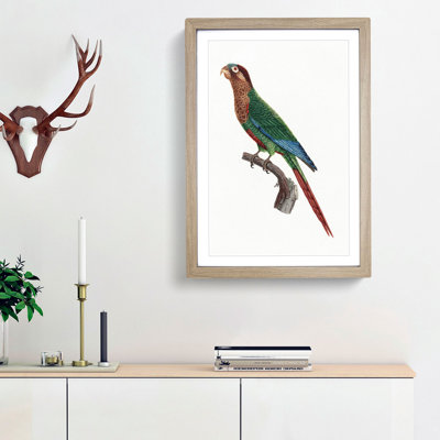 Wave-Breasted Parakeet by F. Levaillant - Framed Print
