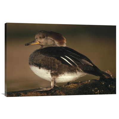 " Hooded Merganser Female Portrait "