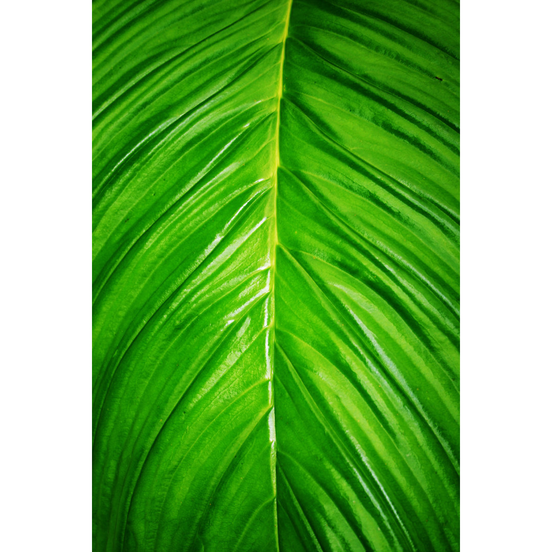 Tropical Leaf Hintergrund von Hidesy - Leinwandbild