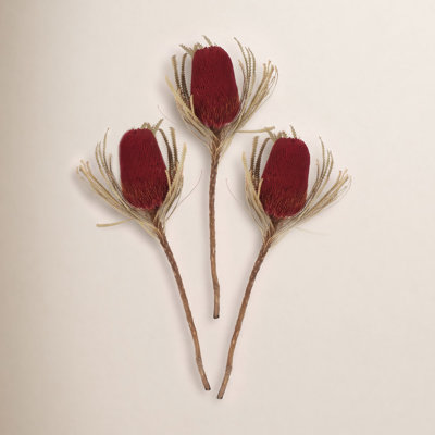 Dried Banksia Floral Stems