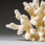 Genuine White Cat's Paw Coral (1 Lb)
