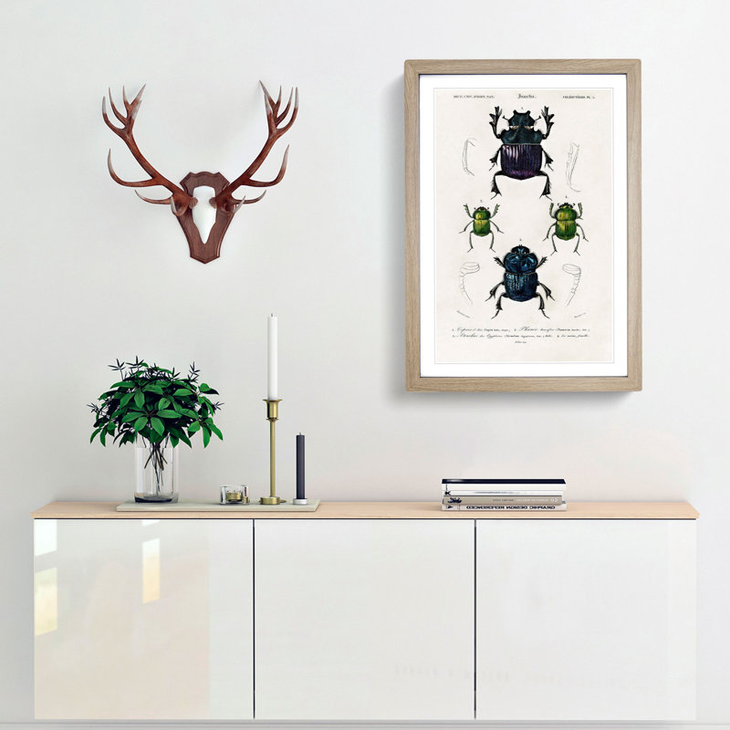 Beetle Illustrations PL.5 by Charles d Orbigny - Framed Print, 63cm H x 45cm W x 2cm D, Oak Framed