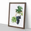 Brachetto Grapes by Giorgio Gallesio - Picture Frame Painting Print-55512804-55512803