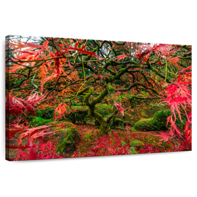 Harnek Japanese Maple In Oregon