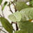 35.04'' Faux Lemon Tree in Freestanding