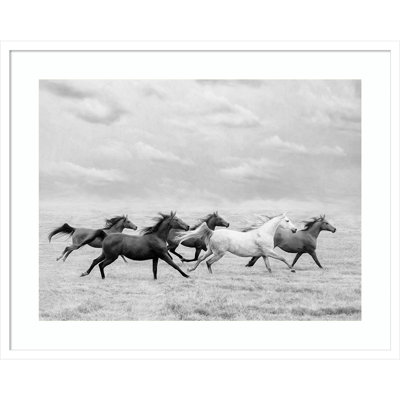 Horse Run I Photo Print by PHBurchett
