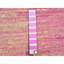 Tapis oriental rond en laine pure rose noué à la main 6 pi x 6 pi B985953C68AB477882EF6E0BAB79872E