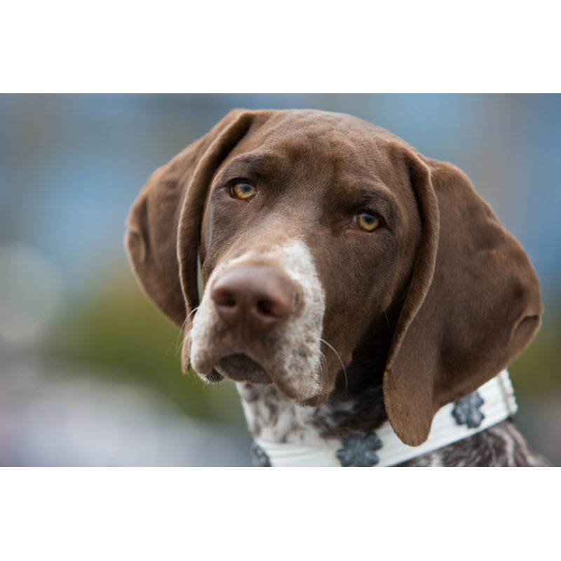German Shorthair Pointer With Building In Background by MarkHatfield - No Frame Art Prints on Canvas, 51cm H x 76cm W