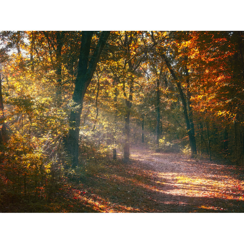 Autumn Path Print by Scott Norris, Black Framed Paper, 16" H x 20" W