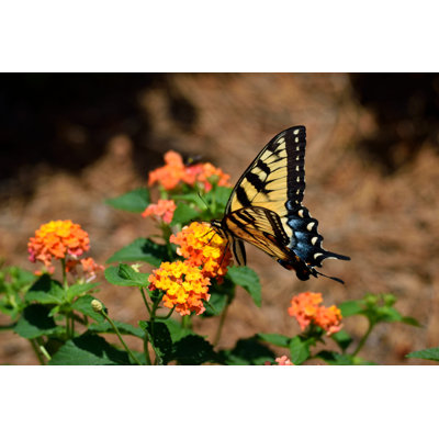 Tiger Swallowtail Butterfly - Wrapped Canvas Print