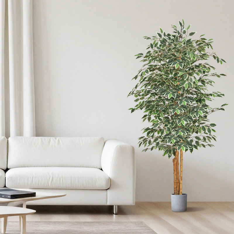 Faux Ficus Tree in Pot, 182.9cm x 88cm