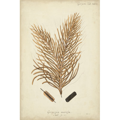 Coral Collection III by Johann Esper - Painting Print