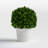 Travers Boxwood Topiary in Terracotta Pot-808365223