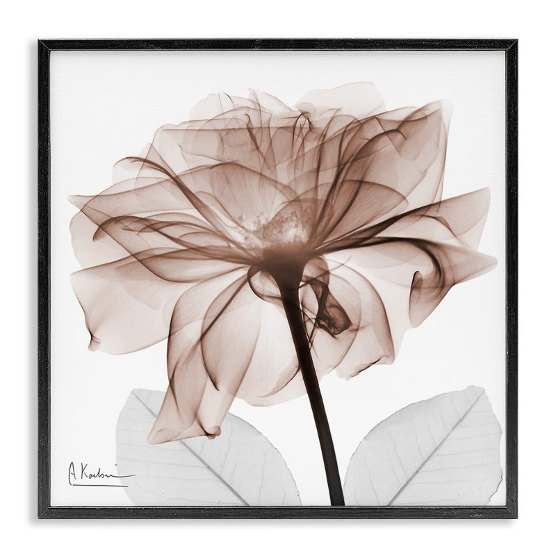 «Opaque Rose Blossom», art de la giclée par Albert Koetsier, Giclée encadrée noir minuit, H 12 po x l 12 po