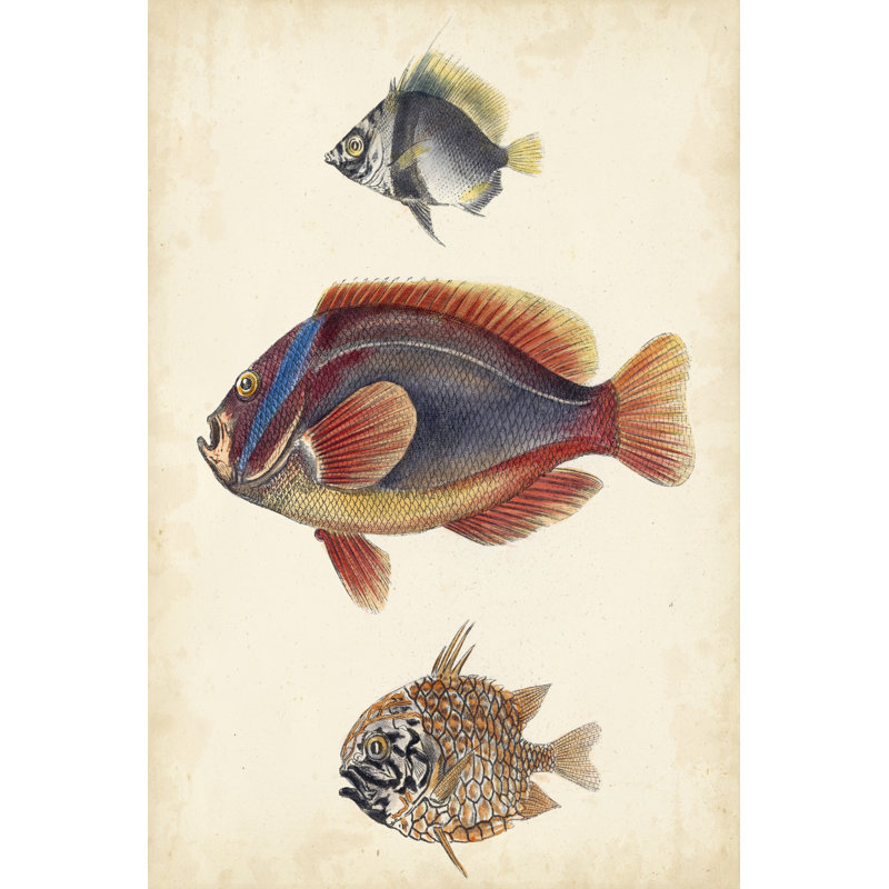 Antique Fish Species IV - Painting, 122cm H x 81cm W, Wrapped Canvas