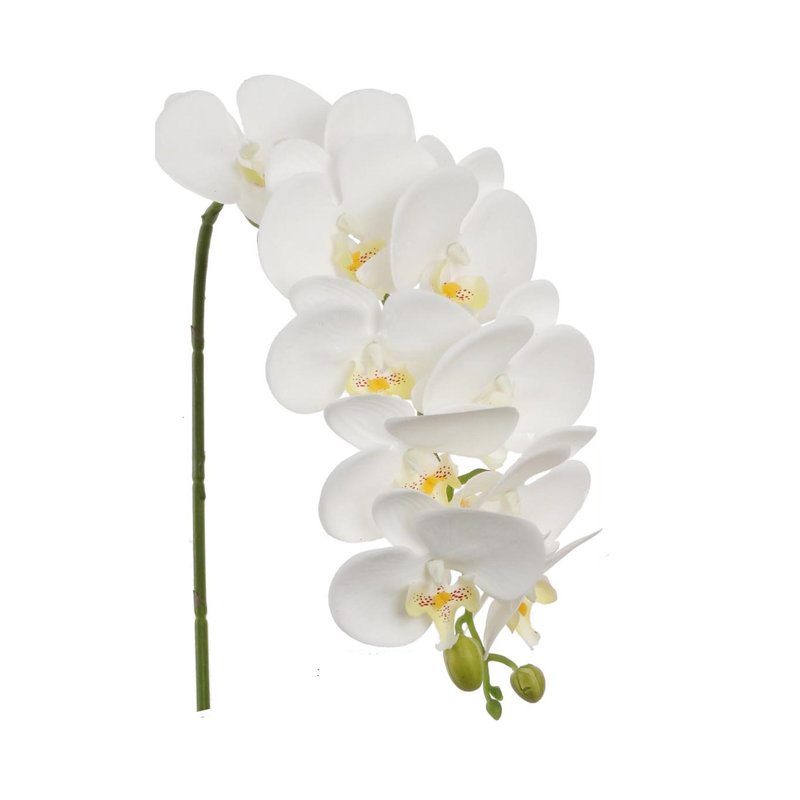 Tige d'orchidée phalaenopsis, Blanc, 2