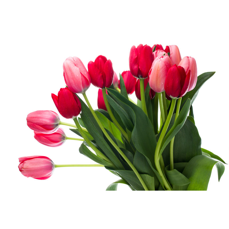 Tulip by Mashuk, 24" H x 36" W