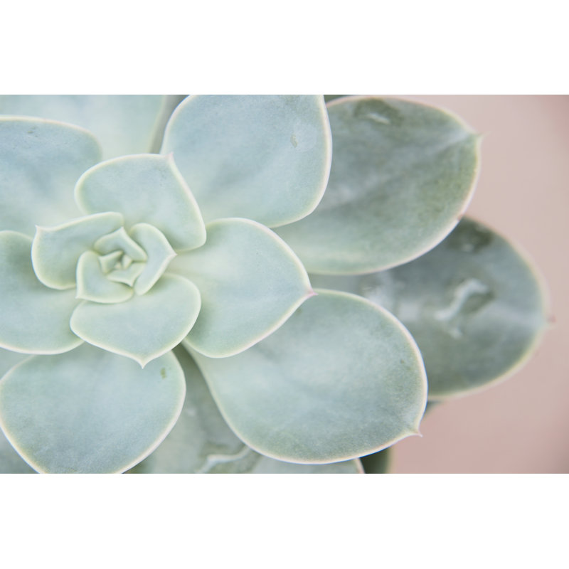 Succulent Glow IV, H 20 po x l 30 po x P 1,25 po