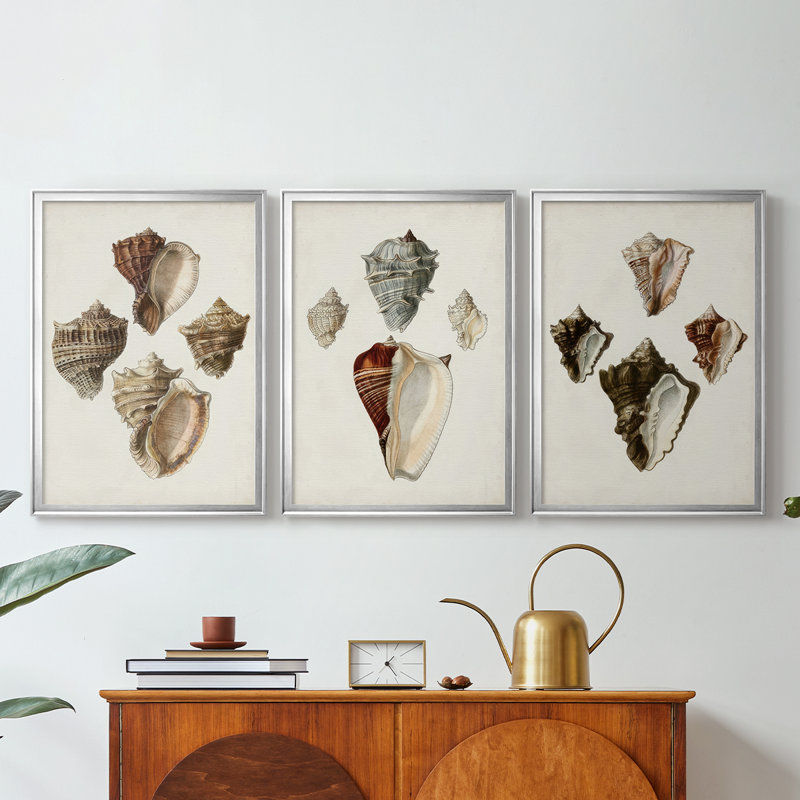 Sowerby Shells I - Toile tendue avec châssis sur mesure - 3 pièces, 21" H x 30" W, Silver