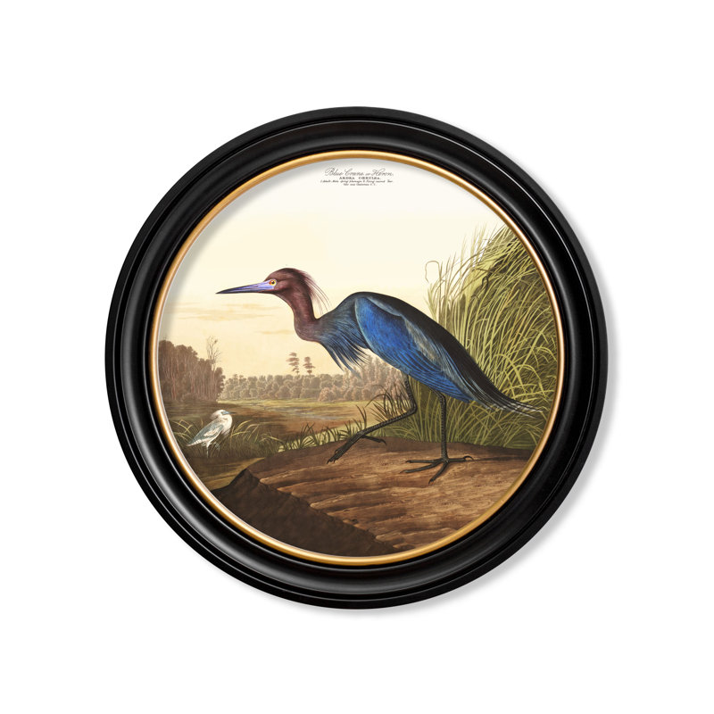 Blue Heron In Round Frame by Audubon - Single Picture Frame Print on Archival Matt 230gsm Paper