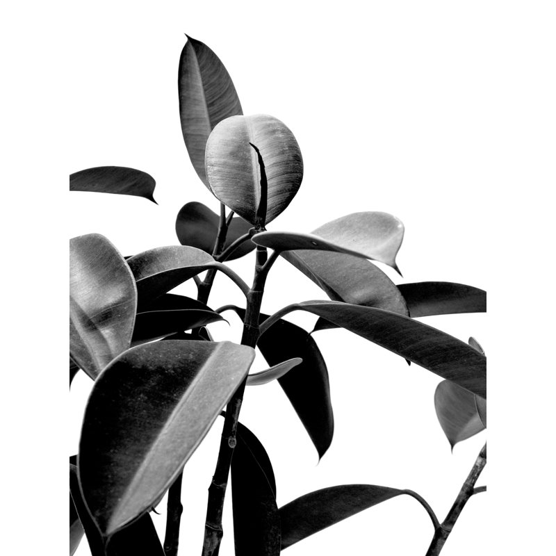 Feuilles noires et blanches I - impression, H 36 po x l 24 po