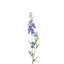 Tiges Delphinium