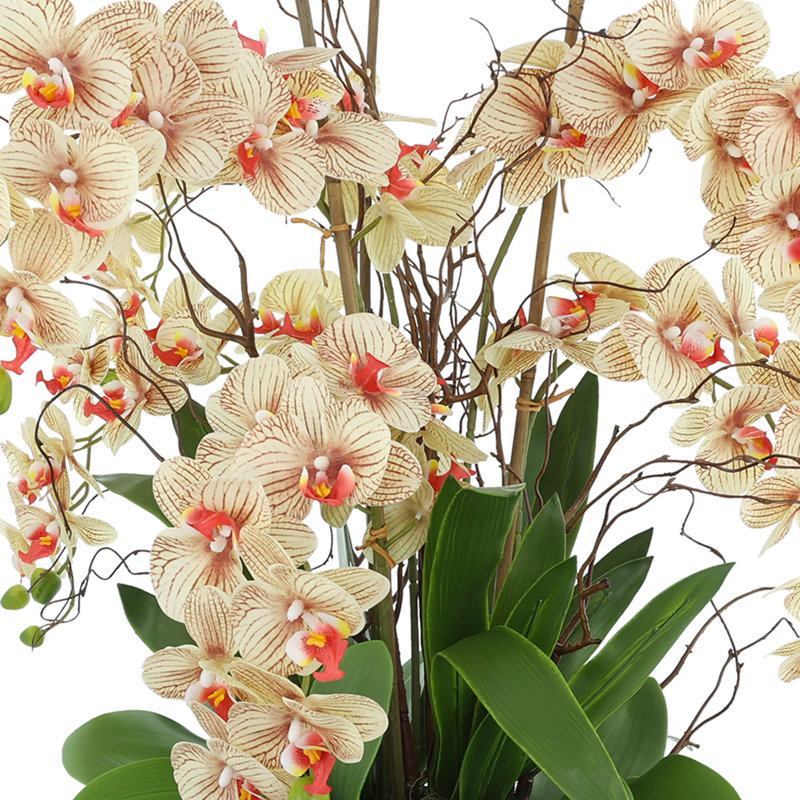 Orchid and Curly Willow in Decorative Rope Pot