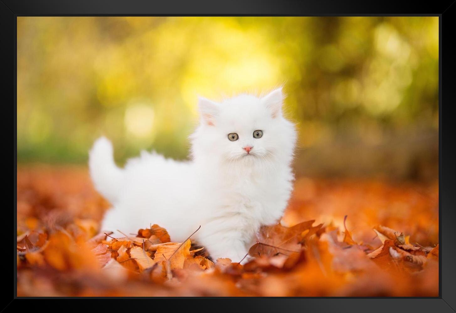cute baby white kittens