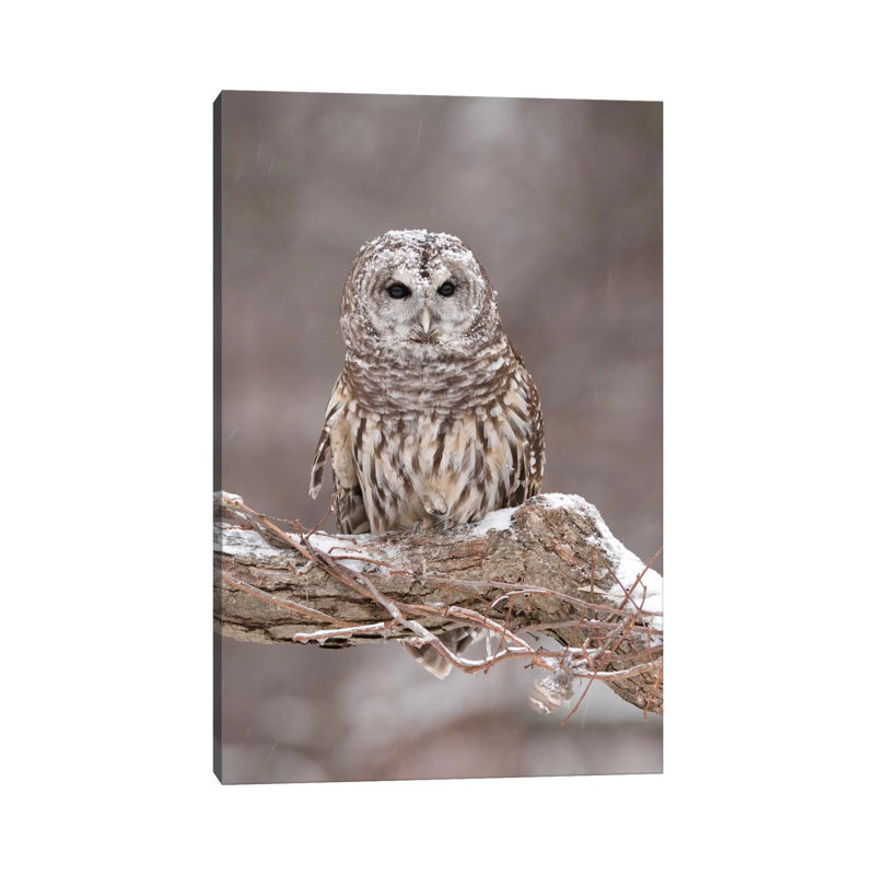 Barred Owl In Winter, Howell Nature Center, Michigan by Steve Gettle - Wrapped Canvas Print, 30.48 cm H x 45.72 cm W