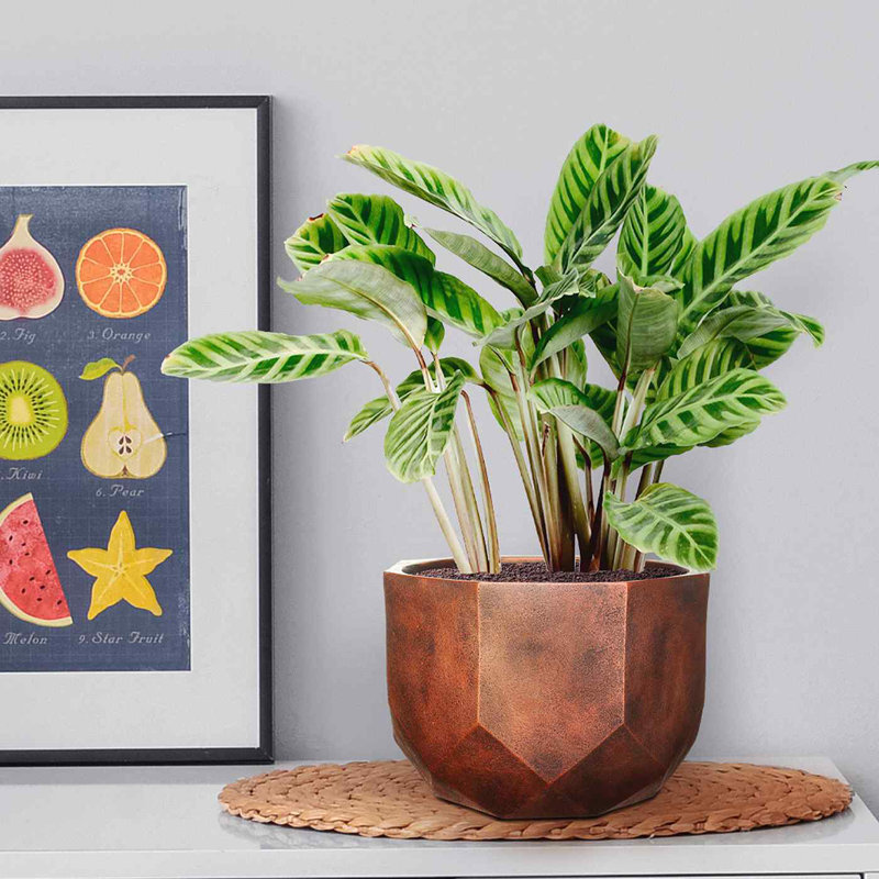 Bronze Concrete Effect Round Indoor Plant Pot for Indoor Plants, Small Flower Pot with Geometric Pattern D23 H17 cm, with Inner Top D19 cm, 4 litres