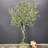 94" Large Artificial Olive Tree,Artificial Tree,Faux Tree