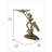 Lotus Leaf with Red-Eyed Tree Frog