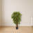 Twiggy Bamboo Silk Tree