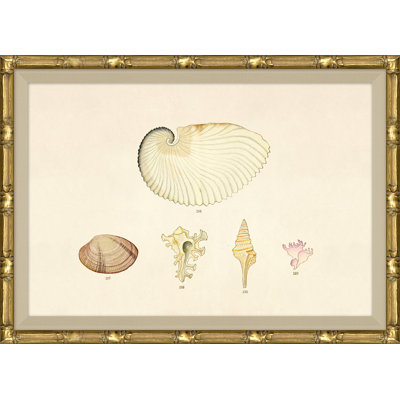 Malacology Study, Plate X