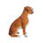 Sitting Boxer Dog Statue