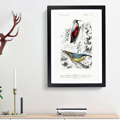 Bird Illustrations PL. 16 by Charles d Orbigny - Framed Print