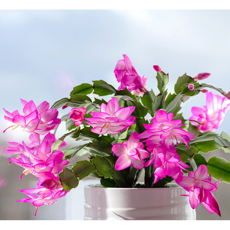American Plant Exchange Christmas Cactus - Thumbnail 2