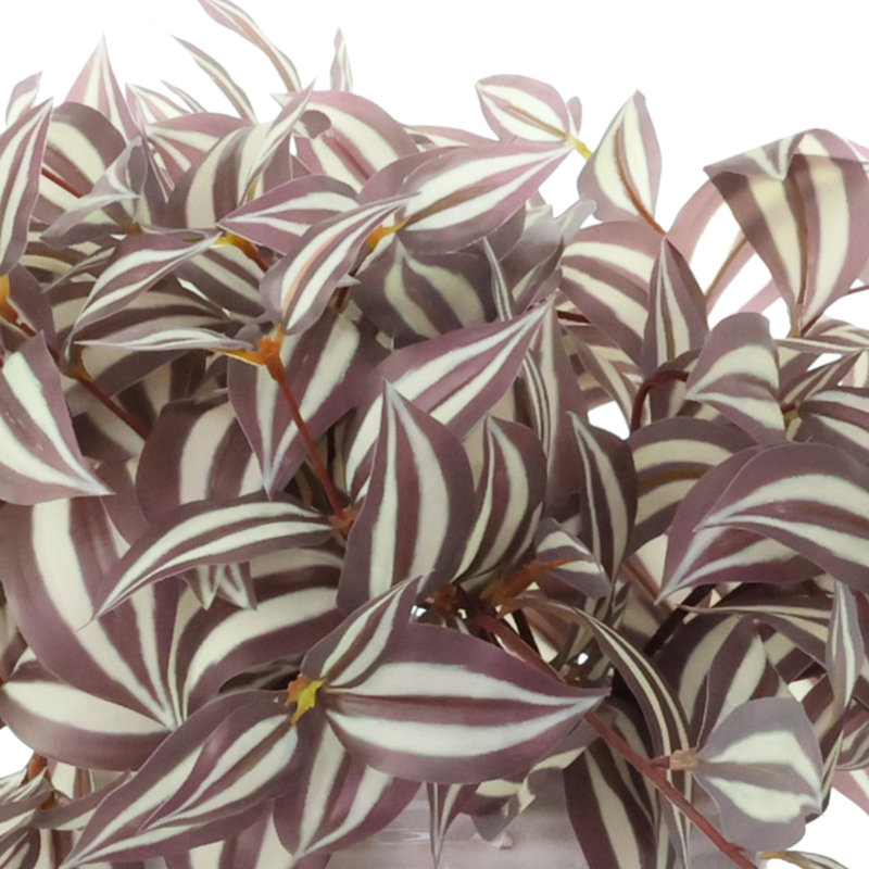 Tradescantia en pot en céramique, H 16 po x l 29 po x P 24 po, Mauve, Blue