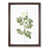 Walnut Framed selected