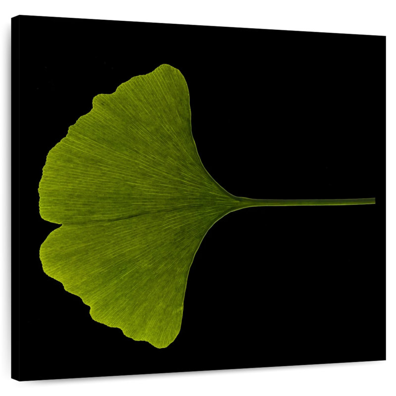 Feuille de ginkgo en gros plan, H 24 po x l 24 po