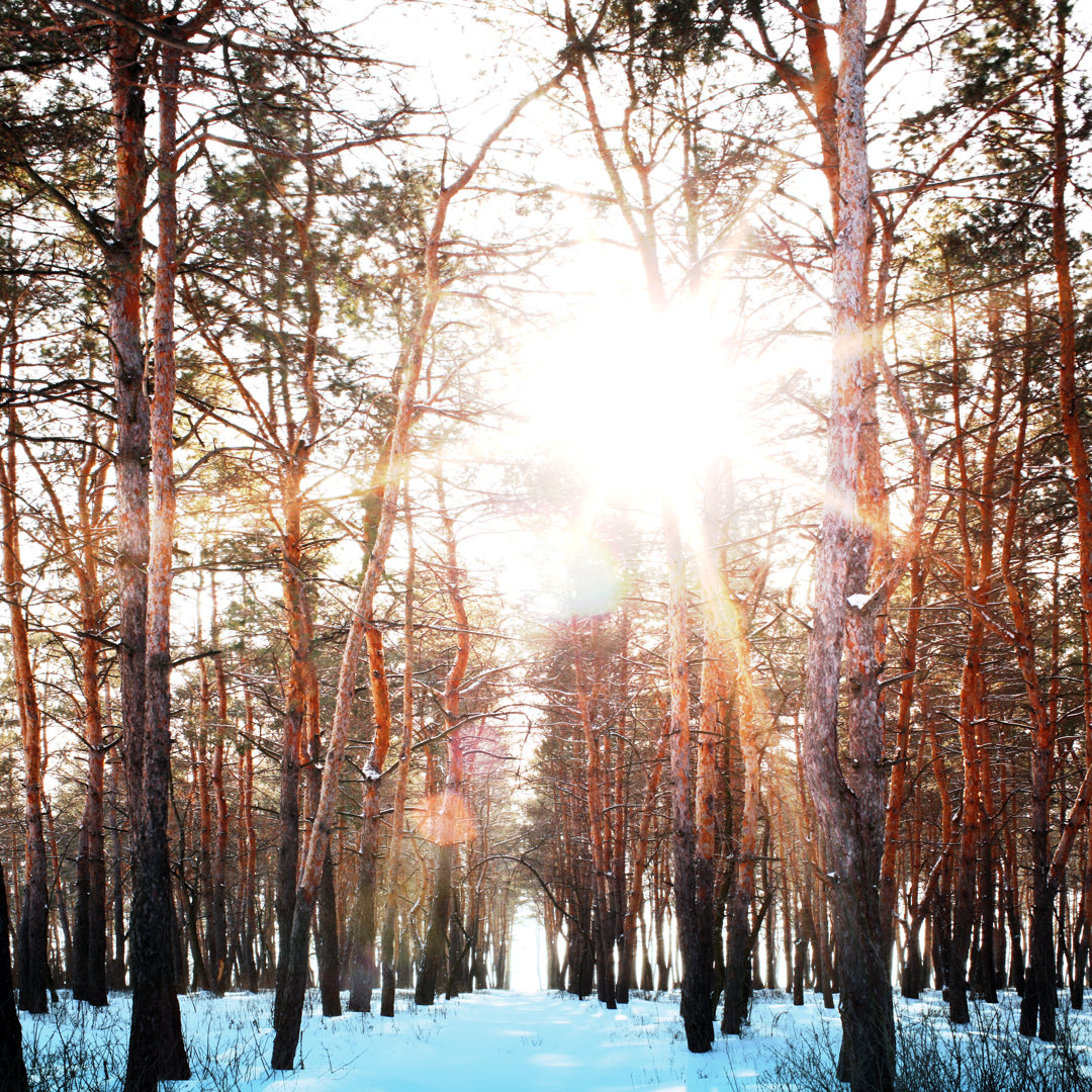 " Winter Forest " by Andrei11 Millwood Pines 