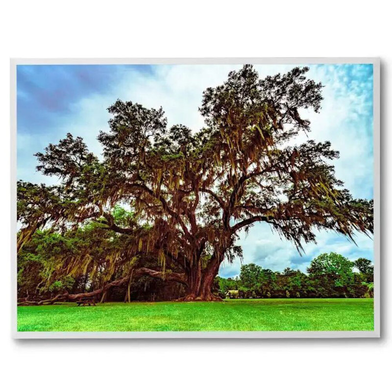 Le plus grand chêne à Gainesville, en Floride, par Brian Mc Clean - photographie, H 32 po x l 42 po, Pas de tapis