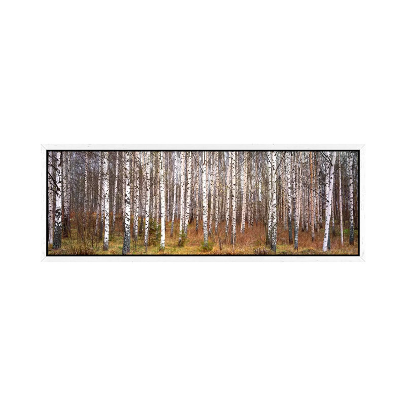 Silver Birch Trees In A Forestnarke, Sweden - Wrapped Canvas Panoramic Print, 30.48 cm H x 91.44 cm W, White Floater Framed