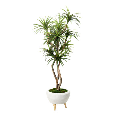 75 Dracaena Tree in White Bowl with Legs
