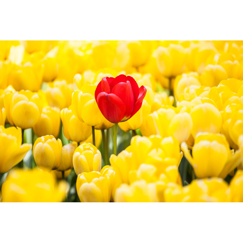 Beautiful Tulips - Photographie sur toile tendue, H 12 po x l 18 po