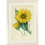 Sunflower IV Painting