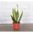 Live Laurentii Snake Plant-49662174