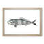 Pilot Mackerel Fish by George Shaw - Framed Print-55616669-55616672