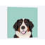 Bernese Mountain Dog, impression sur toile tendue-19741527-74750391-74750392